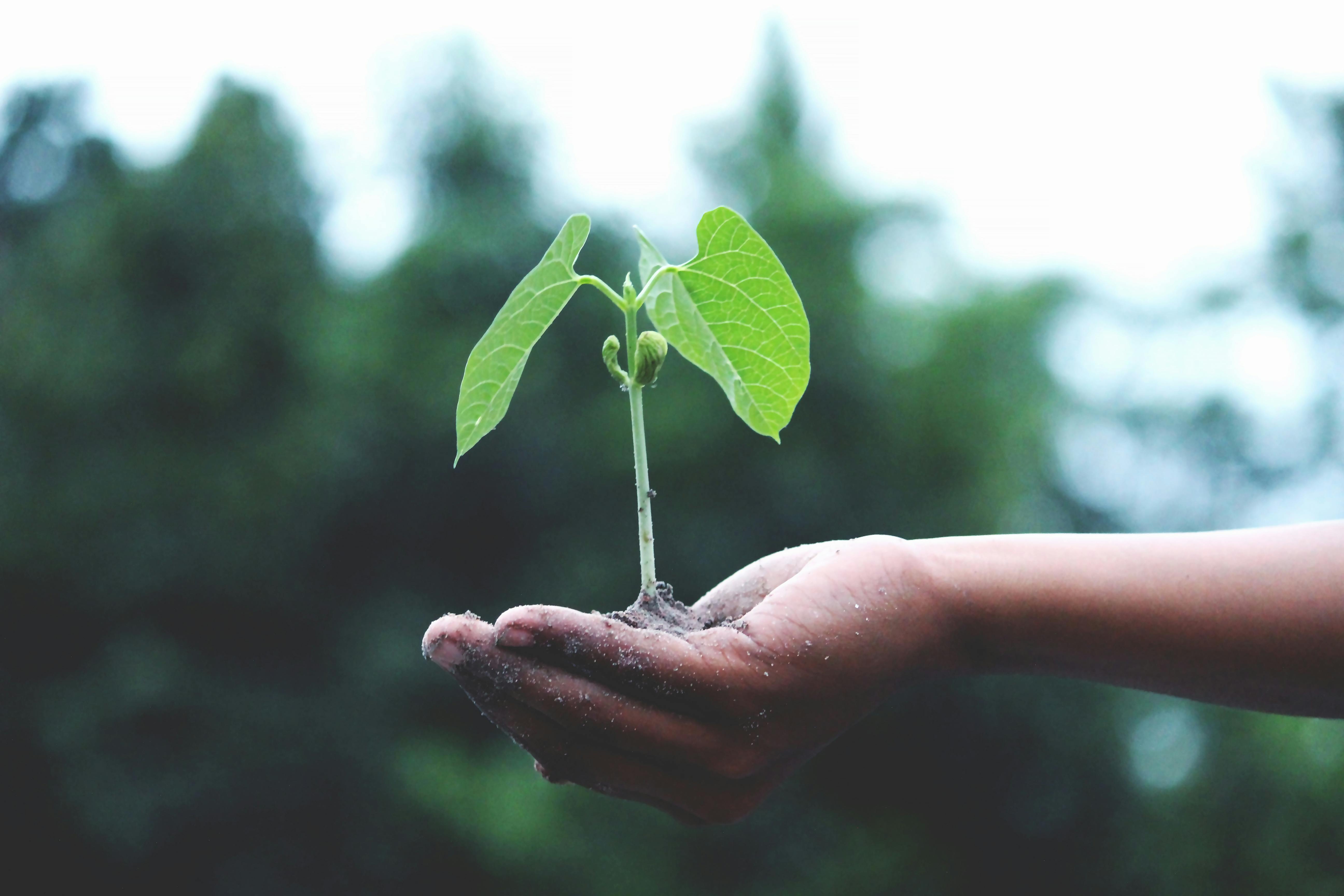 Nordic Talks: Youth Voices for Nature